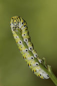 What Do Black Swallowtail Caterpillars Eat?
