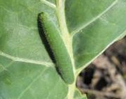 What Do Cabbage White green Caterpillars Eat?