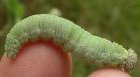 What Do Goatweed green Caterpillars Eat?