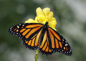 What Do Monarch Caterpillars Eat to Become a Butterfly? 