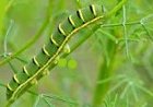 What Do Southern Dogface green Caterpillars Eat?