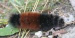 What do Wooly Bear Caterpillars Eat?